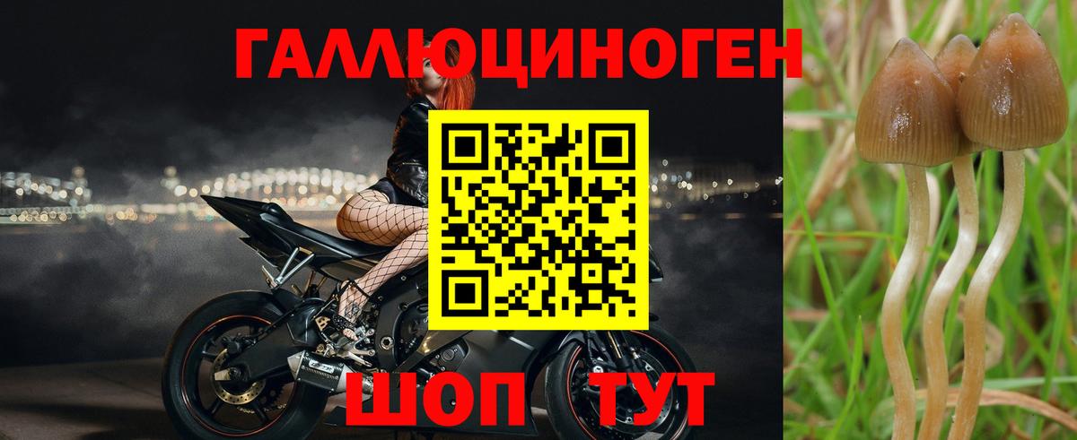 Псилоцибиновые грибы GOLDEN TEACHER Елец